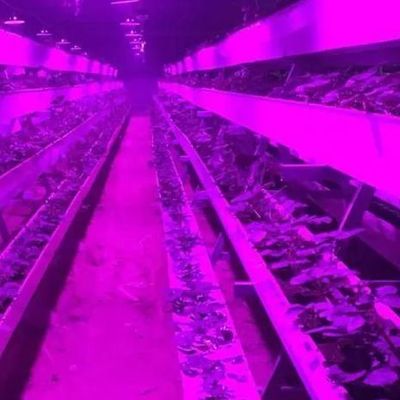 制御された環境 照明 植樹温室 ガラスカバーと照明
