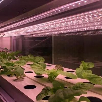 制御された環境 照明 植樹温室 ガラスカバーと照明