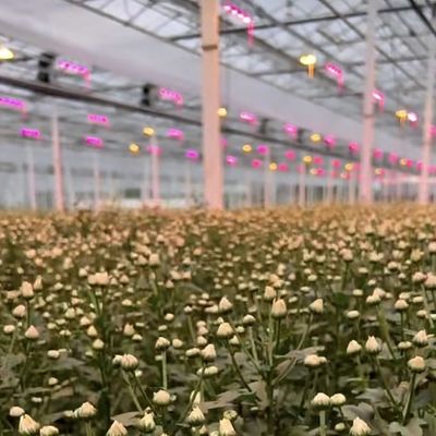 温室水栽培システム パーソナライズし100,000kgのパッケージ総重量