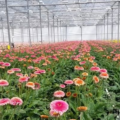 浮遊単層空洞ガラス温室水栽培 水栽培農業に最適