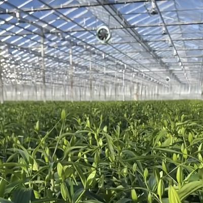 野菜や花のためのガラス温室水栽培システム 先進技術