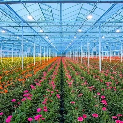 野菜や花のためのガラス温室水栽培システム 先進技術