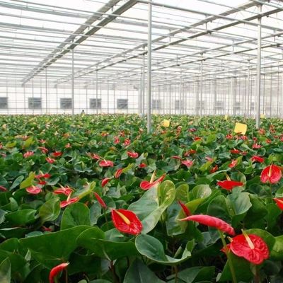野菜や花のためのガラス温室水栽培システム 先進技術