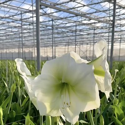 温室水栽培システム 野菜や花のための二層機能