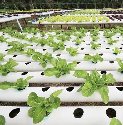 温室水栽培システム 野菜や花のための二層機能