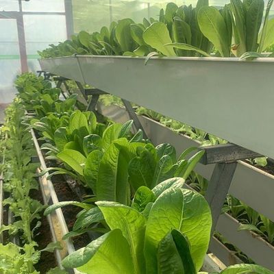 ガラスで覆われた水培植苗 室外シェーディングとスプレー冷却の温室