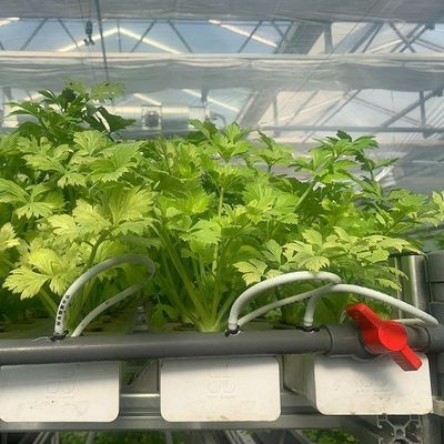 ガラスで覆われた水培植苗 室外シェーディングとスプレー冷却の温室