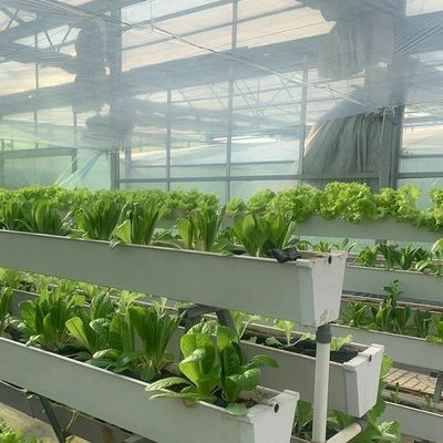 ガラスで覆われた水培植苗 室外シェーディングとスプレー冷却の温室