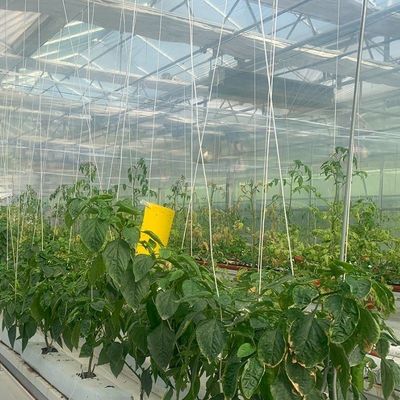 ガラスで覆われた水培植苗 室外シェーディングとスプレー冷却の温室