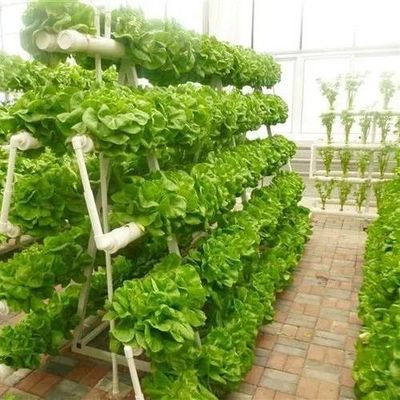 ガラスで覆われた水培植苗 室外シェーディングとスプレー冷却の温室