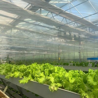 農作物全年生産のための平方メートルの水培膜温室施設