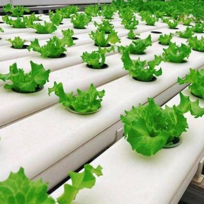 農作物全年生産のための平方メートルの水培膜温室施設