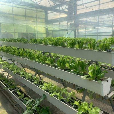 農作物全年生産のための平方メートルの水培膜温室施設