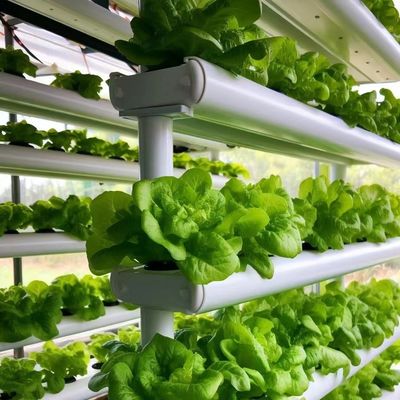 給水と卓越した顧客サービスを持つガルバनाइズド鋼管ガラス温室