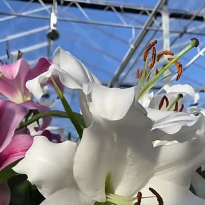 野菜や花を賢明に植えるための二層の商業温室
