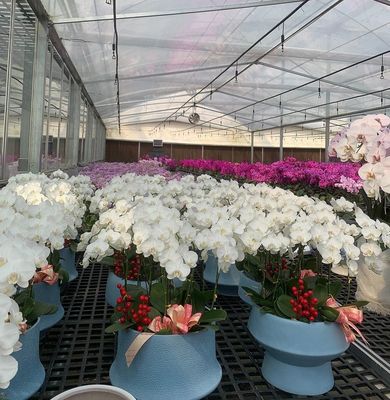 種植物の栽培のための温室 湿ったカーテンとカスタマイズ可能なオプションで照明