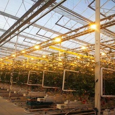 種植物の栽培のための温室 湿ったカーテンとカスタマイズ可能なオプションで照明