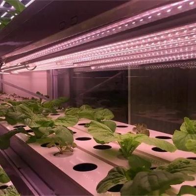 種植物の栽培のための温室 湿ったカーテンとカスタマイズ可能なオプションで照明