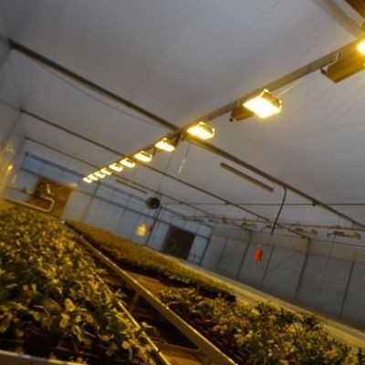 種植物の栽培のための温室 湿ったカーテンとカスタマイズ可能なオプションで照明