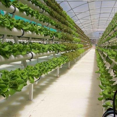 種植物の栽培のための温室 湿ったカーテンとカスタマイズ可能なオプションで照明