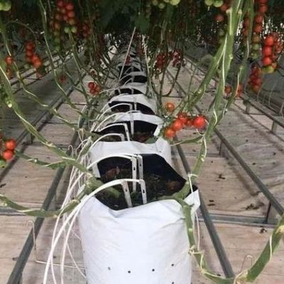 種植物の栽培のための温室 湿ったカーテンとカスタマイズ可能なオプションで照明