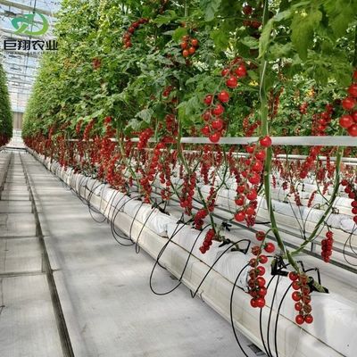 水栽培栽培方法 農業 トマト/果物用のガラス温室 温め
