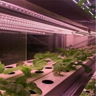 植物の解決策のための二層水噴霧制御照明温室