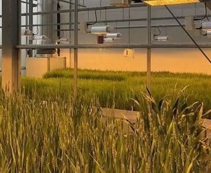 植物の解決策のための二層水噴霧制御照明温室