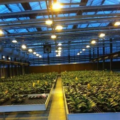 ガラスのカバー JX-GG-12 シャドーされた水培植種植施設 照明温室 ジュキヤン