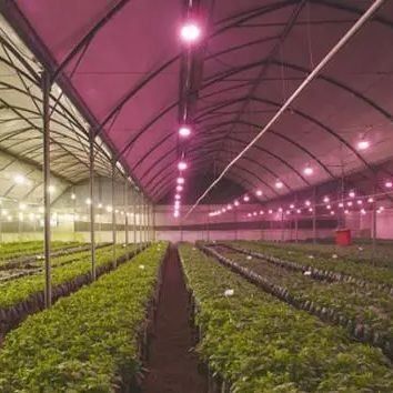 ガラスのカバー JX-GG-12 シャドーされた水培植種植施設 照明温室 ジュキヤン