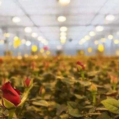 ガラスのカバー JX-GG-12 シャドーされた水培植種植施設 照明温室 ジュキヤン