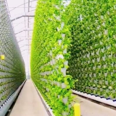 水素種植施設 室内遮光フィルム 室外遮光付き温室