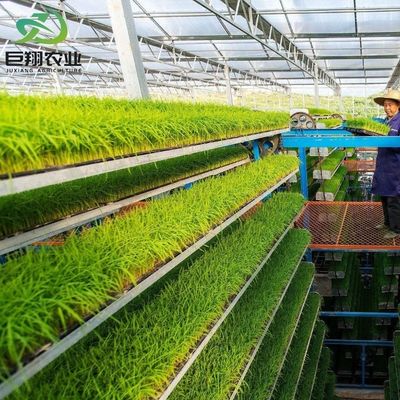 カスタマイズされたスパン 8m 9.6m 12m グルメのための温室 ホット-DIP ガルバン化鋼管から作られています