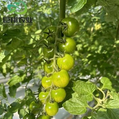 カスタマイズされたスパン 8m 9.6m 12m グルメのための温室 ホット-DIP ガルバン化鋼管から作られています