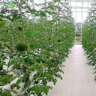 カスタマイズされたスパン 8m 9.6m 12m グルメのための温室 ホット-DIP ガルバン化鋼管から作られています