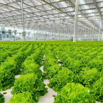 大規模な野菜生産と大きなサイズのための合理的な価格のガラス温室
