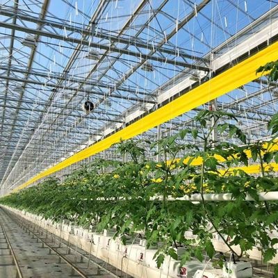 大規模な野菜生産と大きなサイズのための合理的な価格のガラス温室