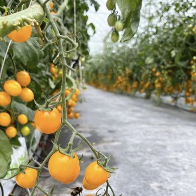 ジュ・シアン 型屋根のガラスの温室 配送費用と納期