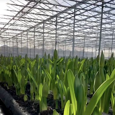 二層ガラス温室の花の屋根 50.00cm * 60.00cm * 80.00cm パッケージサイズ