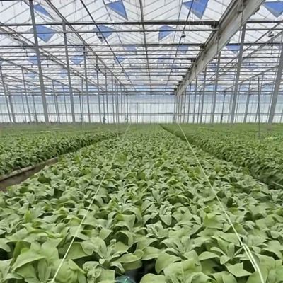 鋼鉄構造 滴滴灌水 植物のためのガラス温室 屋根 型屋根