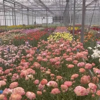 あなたの仕様に合わせて作られた花のためのカスタマイズされた二層多層ガラス温室
