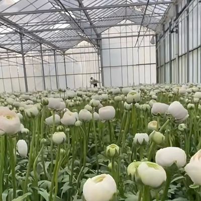 あなたの仕様に合わせて作られた花のためのカスタマイズされた二層多層ガラス温室