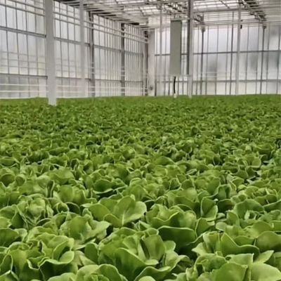 あなたの仕様に合わせて作られた花のためのカスタマイズされた二層多層ガラス温室