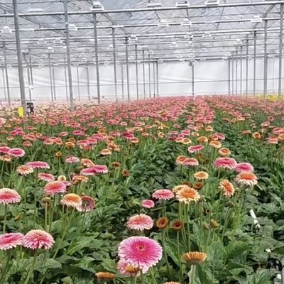 あなたの仕様に合わせて作られた花のためのカスタマイズされた二層多層ガラス温室
