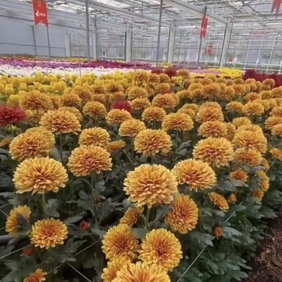マルチスペンシェーディングスクリーンシステム ガラス温室パッケージ サイズ 50.00cm * 60.00cm * 80.00cm