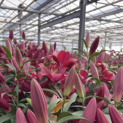 マルチスペンシェーディングスクリーンシステム ガラス温室パッケージ サイズ 50.00cm * 60.00cm * 80.00cm
