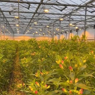 アメリカ合衆国 20/平方メートル 野菜栽培のためのジュ・シアンガラス温室 完全支払