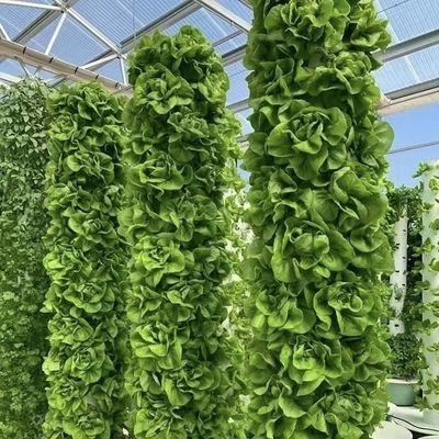 中国産 グラス温室 花の屋根 30 日 返品 総重量 100.000kg