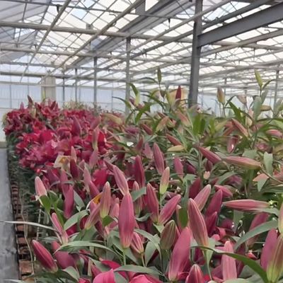 中国産 グラス温室 花の屋根 30 日 返品 総重量 100.000kg