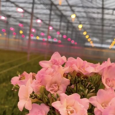 中国産 グラス温室 花の屋根 30 日 返品 総重量 100.000kg